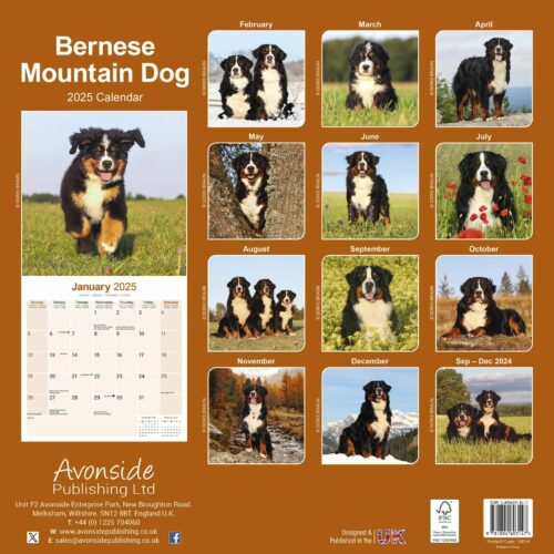 Bernese Mountain Dog 16-Monatskalender – Bild 2