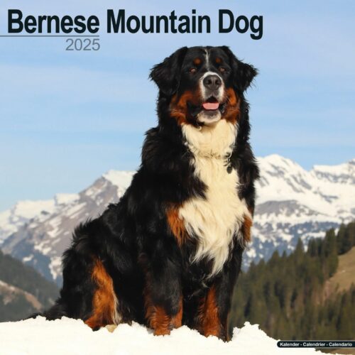 Bernese Mountain Dog 16-Monatskalender