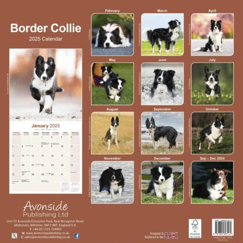 Border Collie 16-Monatskalender – Bild 2