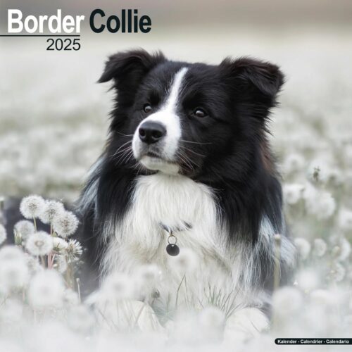 Border Collie 16-Monatskalender