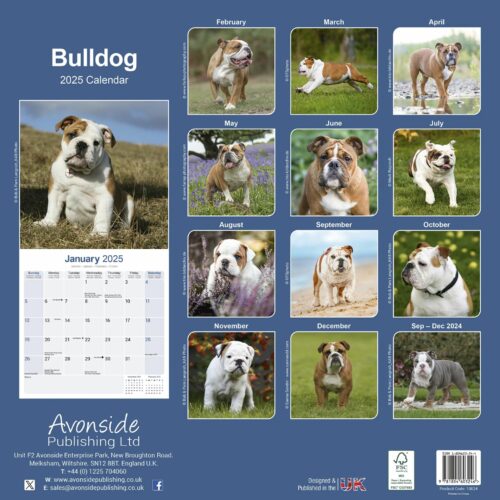 Bulldog 16-Monatskalender – Bild 2