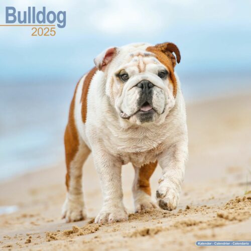 Bulldog 16-Monatskalender