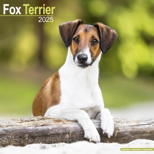 Fox Terrier 16-Monatskalender