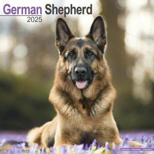 German Shepherd 16-Monatskalender