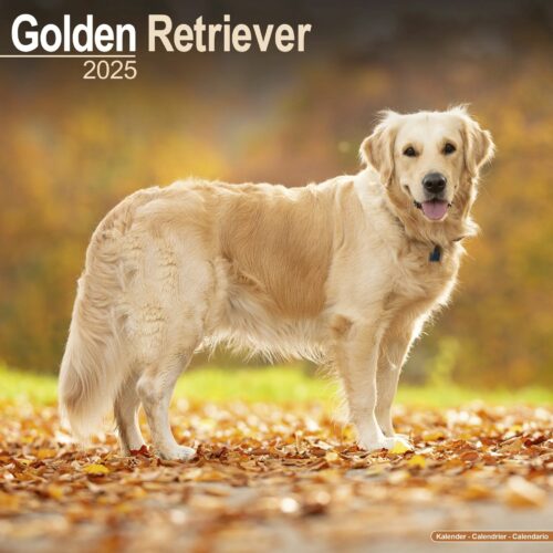 Golden Retriever 16-Monatskalender