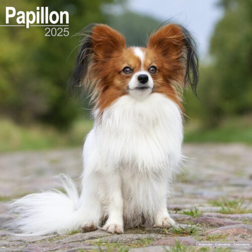 Papillon 16-Monatskalender