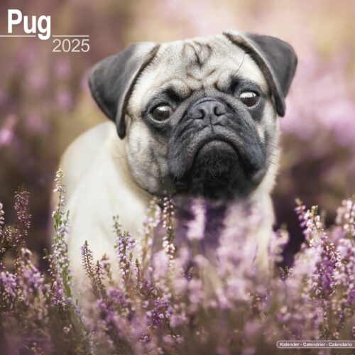 Pug 16-Monatskalender