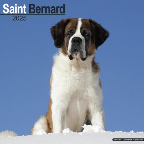 Saint Bernard 16-Monatskalender