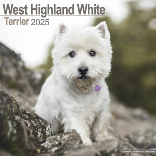 West Highland White 16-Monatskalender