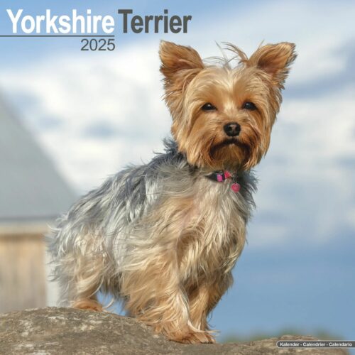 Yorkshire Terrier 16-Monatskalender