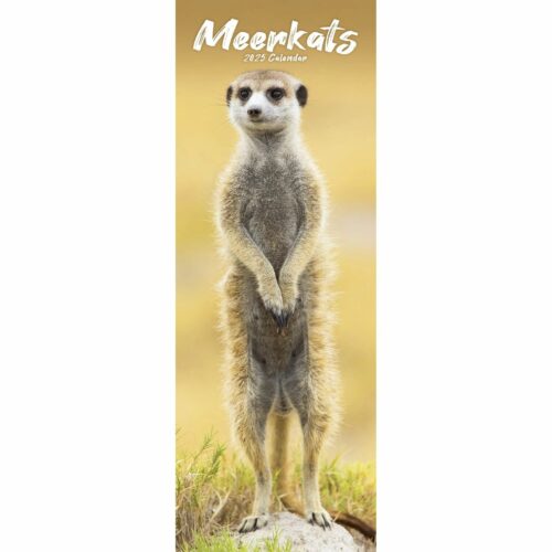 Meerkats 12 Monate 2025