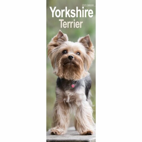 Yorkshire Terrier 12 Monate 2025