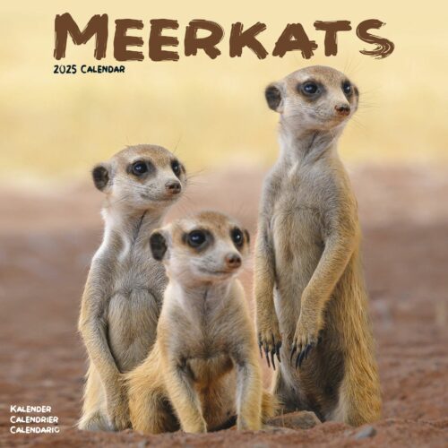 Meerkats 16-Monatskalender