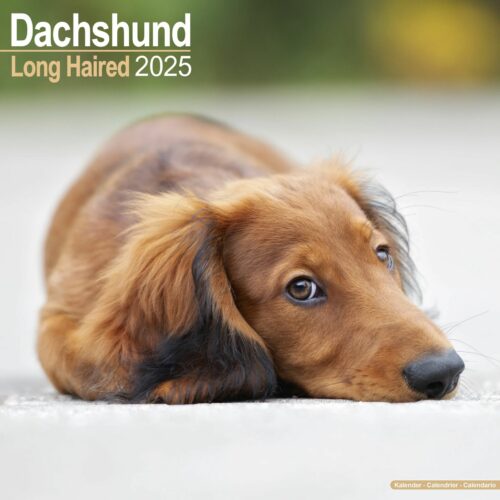 Dachshund 16-Monatskalender